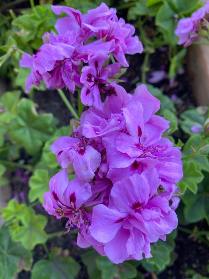 Bed And Breakfast Li Paduli Alvi กันนิโจเน ภายนอก รูปภาพ
